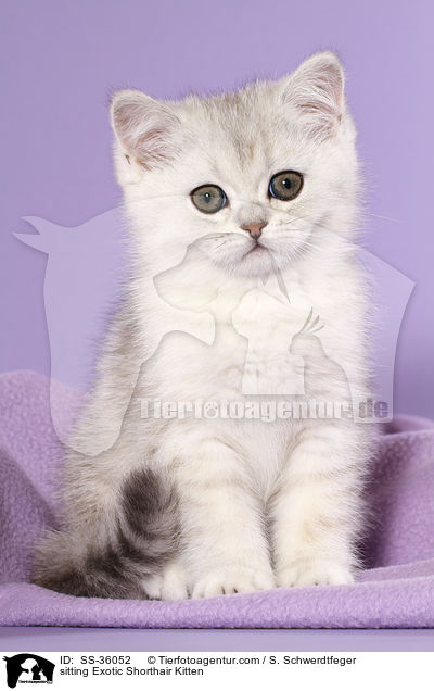 sitting Exotic Shorthair Kitten / SS-36052