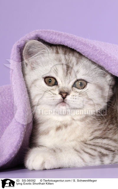 lying Exotic Shorthair Kitten / SS-36092