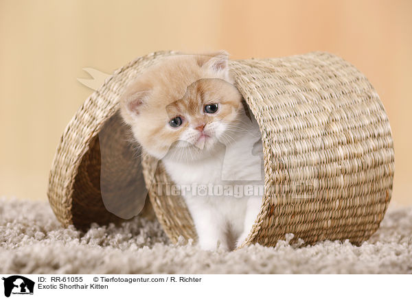 Exotic Shorthair Ktzchen / Exotic Shorthair Kitten / RR-61055