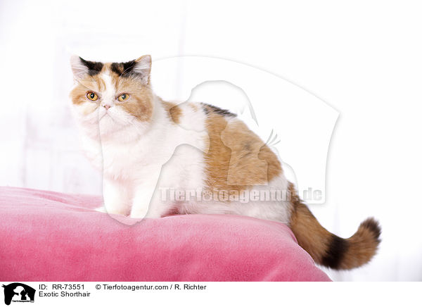 Exotic Shorthair / RR-73551