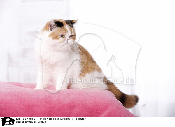 sitting Exotic Shorthair / RR-73552