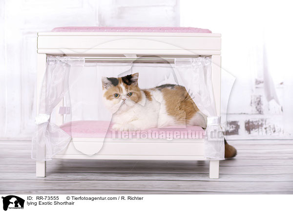 lying Exotic Shorthair / RR-73555