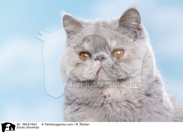 Exotic Shorthair / Exotic Shorthair / RR-81942