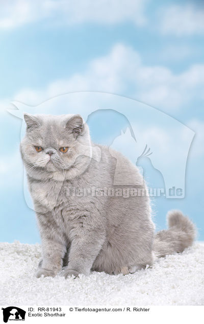 Exotic Shorthair / Exotic Shorthair / RR-81943
