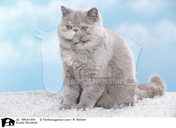 Exotic Shorthair / Exotic Shorthair / RR-81944