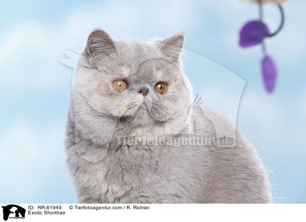 Exotic Shorthair / Exotic Shorthair / RR-81949