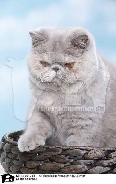 Exotic Shorthair / Exotic Shorthair / RR-81941