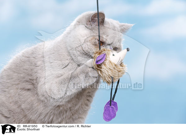 Exotic Shorthair / Exotic Shorthair / RR-81950