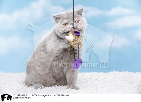 Exotic Shorthair / Exotic Shorthair / RR-81951