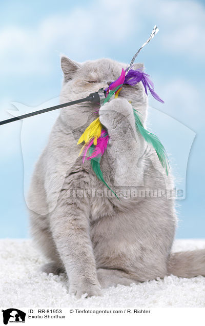 Exotic Shorthair / Exotic Shorthair / RR-81953