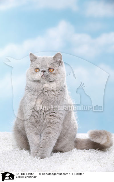 Exotic Shorthair / Exotic Shorthair / RR-81954