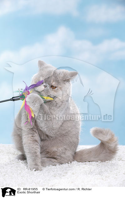 Exotic Shorthair / Exotic Shorthair / RR-81955