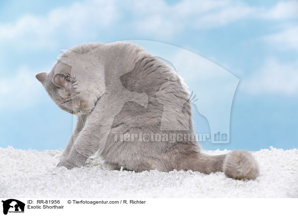 Exotic Shorthair / Exotic Shorthair / RR-81956