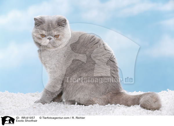 Exotic Shorthair / Exotic Shorthair / RR-81957