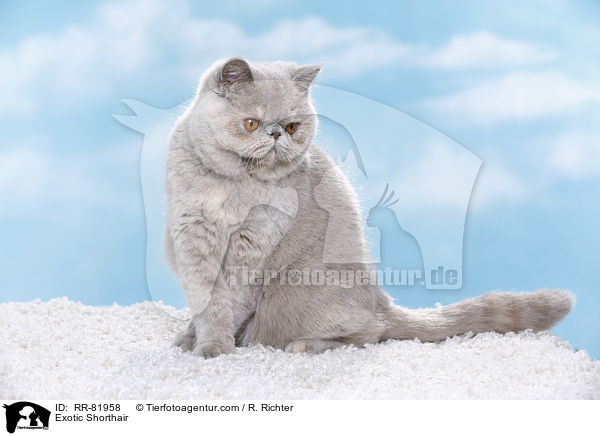 Exotic Shorthair / Exotic Shorthair / RR-81958