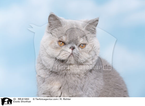 Exotic Shorthair / Exotic Shorthair / RR-81960
