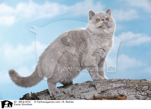 Exotic Shorthair / Exotic Shorthair / RR-81979