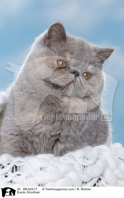 Exotic Shorthair / Exotic Shorthair / RR-82017