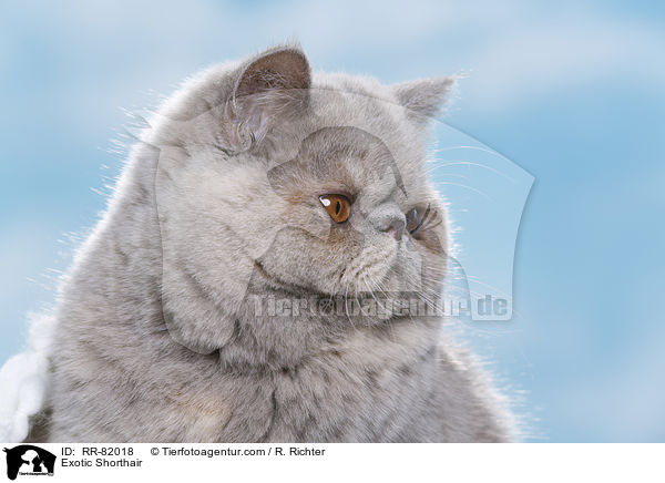 Exotic Shorthair / Exotic Shorthair / RR-82018