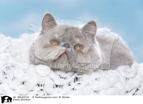 Exotic Shorthair / Exotic Shorthair / RR-82019