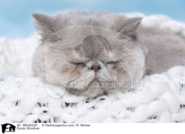 Exotic Shorthair / Exotic Shorthair / RR-82020
