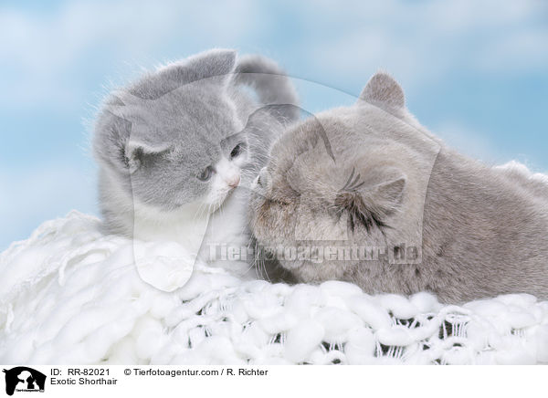 Exotic Shorthair / Exotic Shorthair / RR-82021