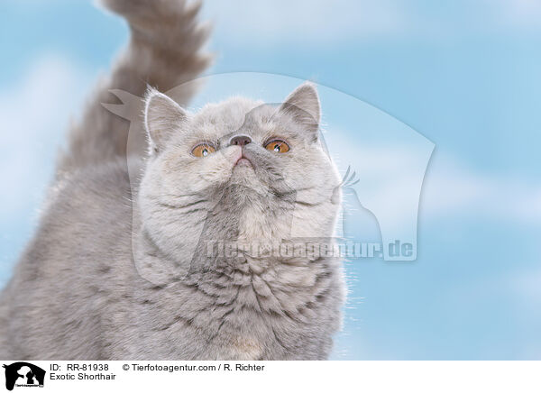 Exotic Shorthair / Exotic Shorthair / RR-81938