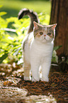 Exotic Shorthair