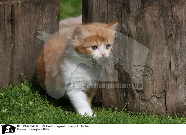 German Longhair Kitten / PM-02419