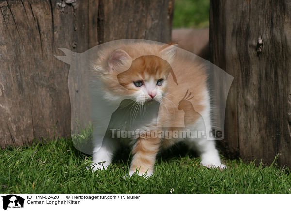 German Longhair Kitten / PM-02420