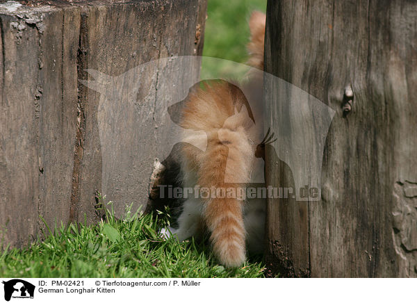 German Longhair Kitten / PM-02421