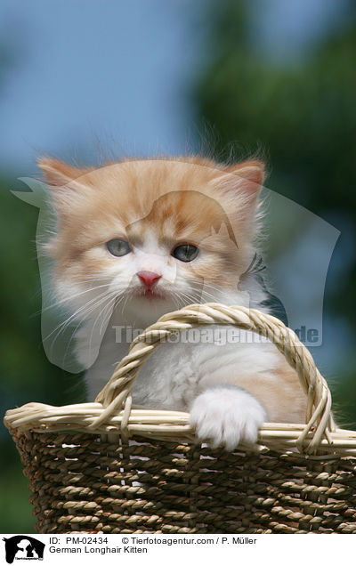 German Longhair Kitten / PM-02434