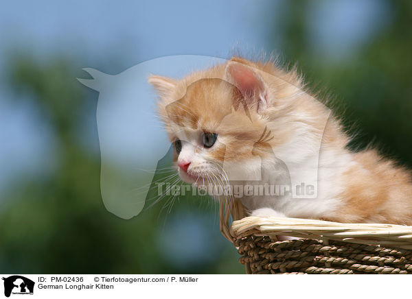 German Longhair Kitten / PM-02436