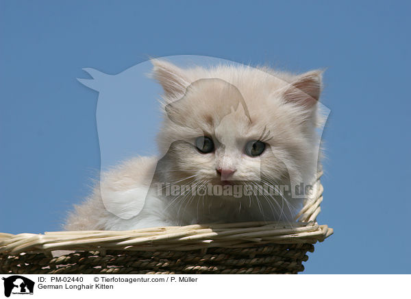 German Longhair Kitten / PM-02440