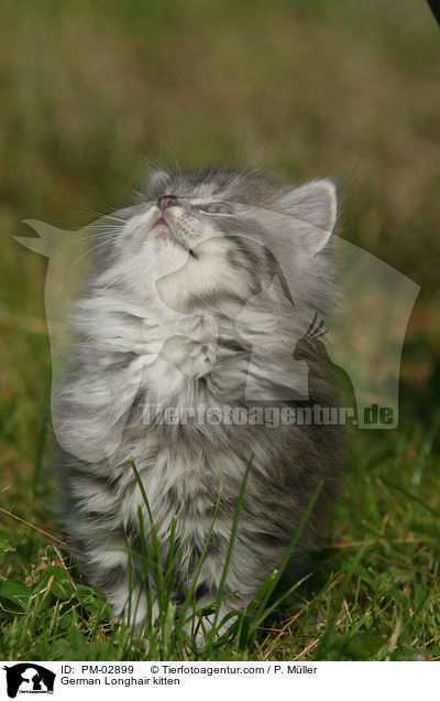 German Longhair kitten / PM-02899
