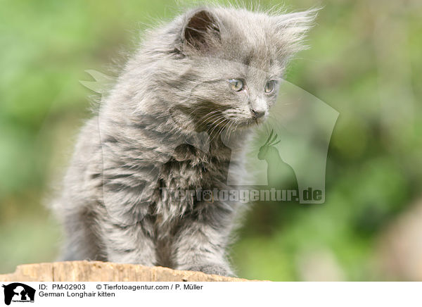 German Longhair kitten / PM-02903