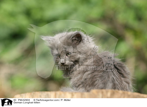 German Longhair kitten / PM-02904