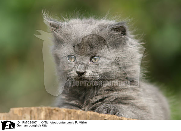 German Longhair kitten / PM-02907