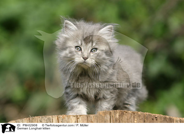 German Longhair kitten / PM-02908
