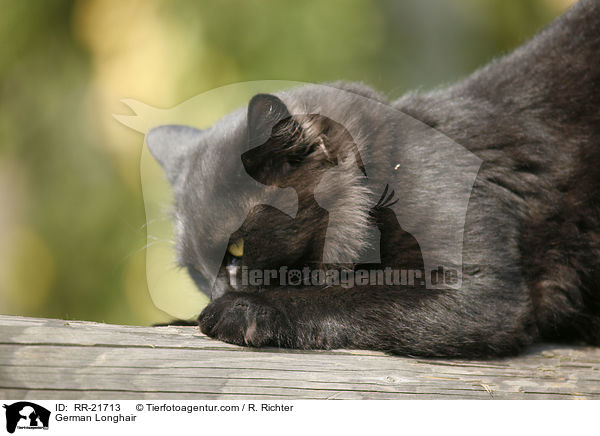 Deutsch Langhaar / German Longhair / RR-21713
