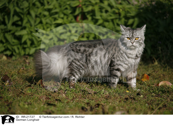 Deutsch Langhaar im Garten / German Longhair / RR-21727