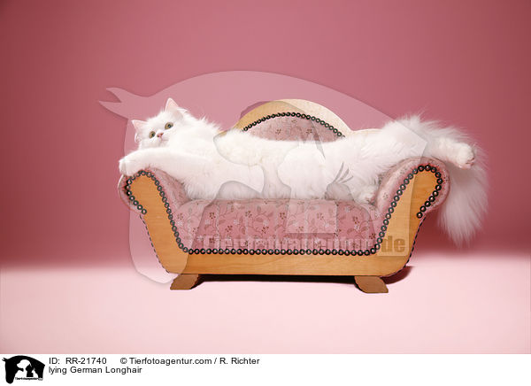 liegende Deutsch Langhaar / lying German Longhair / RR-21740