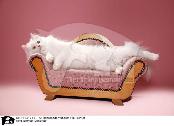 liegende Deutsch Langhaar / lying German Longhair / RR-21741