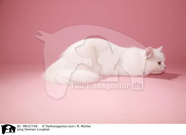 liegende Deutsch Langhaar / lying German Longhair / RR-21749