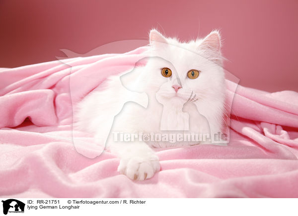 liegende Deutsch Langhaar / lying German Longhair / RR-21751