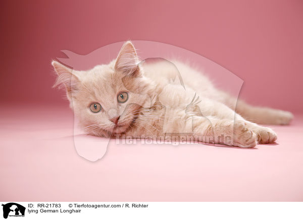 liegende Deutsch Langhaar / lying German Longhair / RR-21783