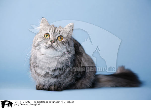 liegende Deutsch Langhaar / lying German Longhair / RR-21792