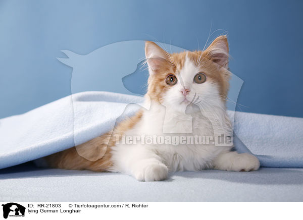 liegende Deutsch Langhaar / lying German Longhair / RR-21803