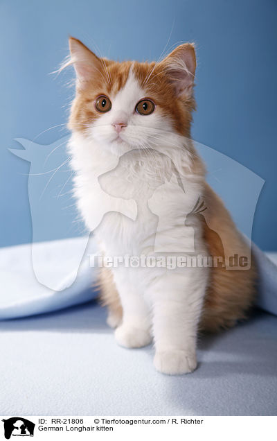 Deutsch Langhaar Ktzchen / German Longhair kitten / RR-21806