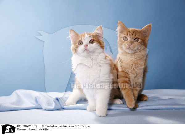 Deutsch Langhaar Ktzchen / German Longhair kitten / RR-21809